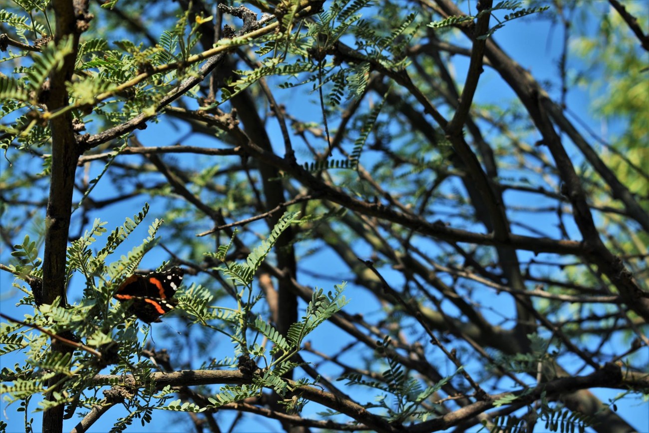 Red Admiral Butterfly on a Mesquite Tree