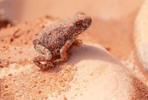 Red-Spotted Toad perched on a red rock