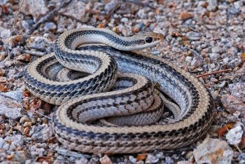 Western Patch-nosed snake curled up on a trail