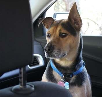 Jake the dog sits in the front seat of a car. Jake the dog sits in the front seat of a car.