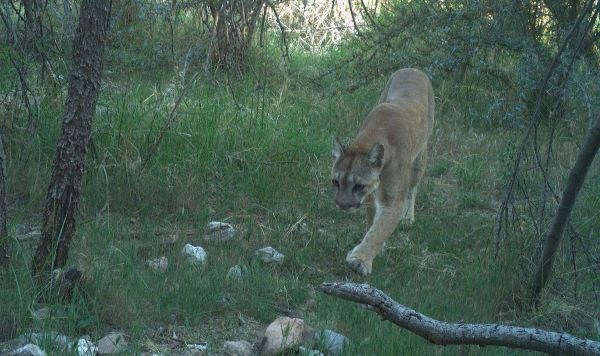 Mountain Lion walking