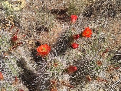 inaturalist cactus