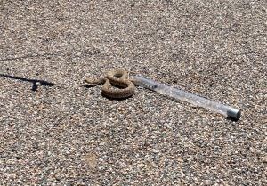 Western Diamondback rattlesnake1