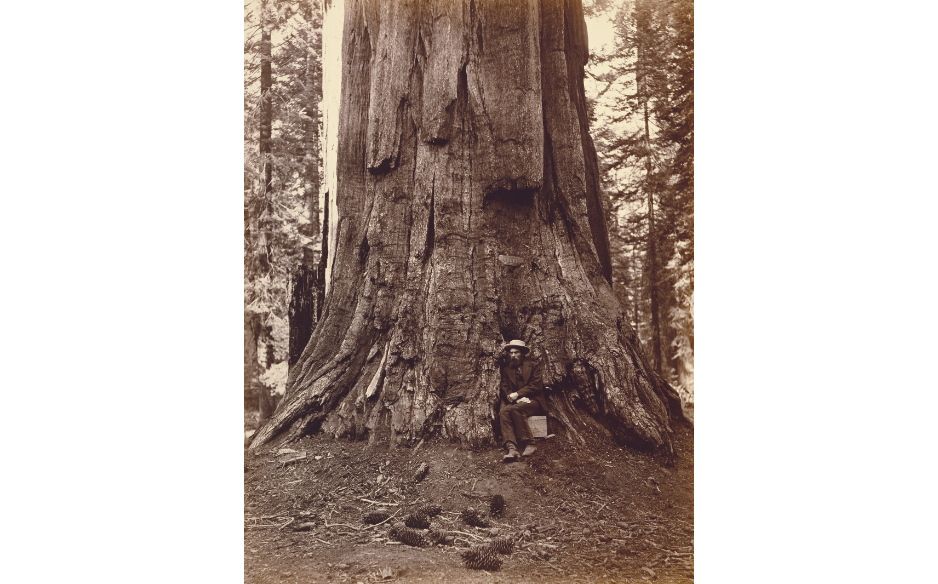 Eadweard Muybridge seated on a Thomas Houseworth & Co. box of California glass negative views at the base of the big tree. Scattered pine cones at foreground of image at King's Canyon NP