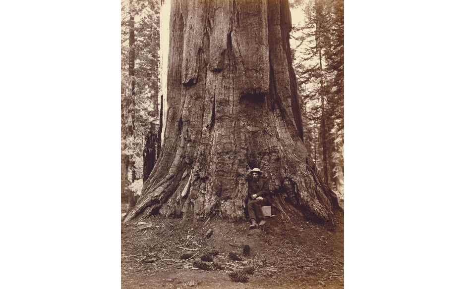 Tree at General Grant National Park Eadweard Muybridge seated on a Thomas Houseworth & Co. box of California glass negative views at the base of the big tree. Scattered pine cones at foreground of image at King's Canyon NP