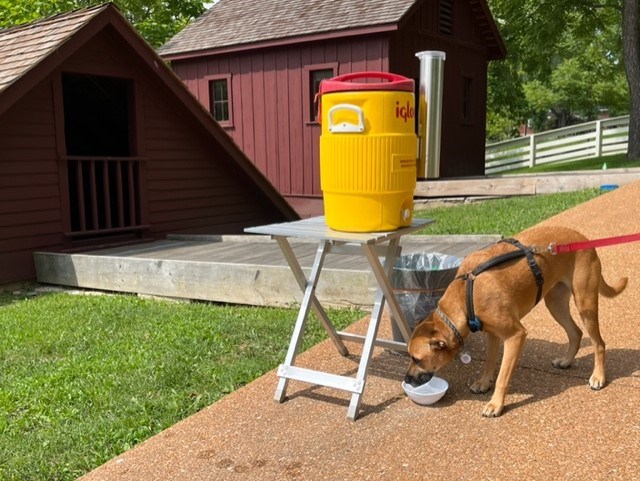 Brown dog gets a drink from water bowl with park buildings in the background.