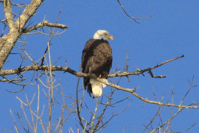 un águila en un árbol sin hojas