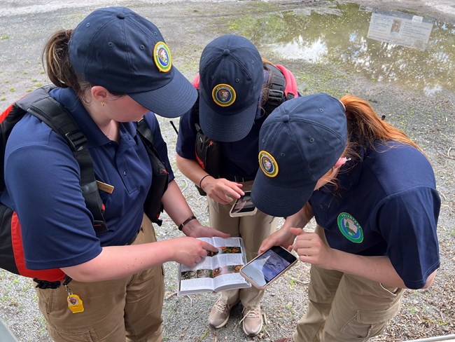 Three interns huddled around snake field guide, while referencing snake photos on their phones.