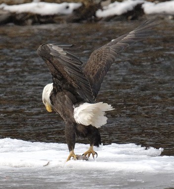 Mature Eagle on Ice with Fish Mature Eagle on Ice with Fish