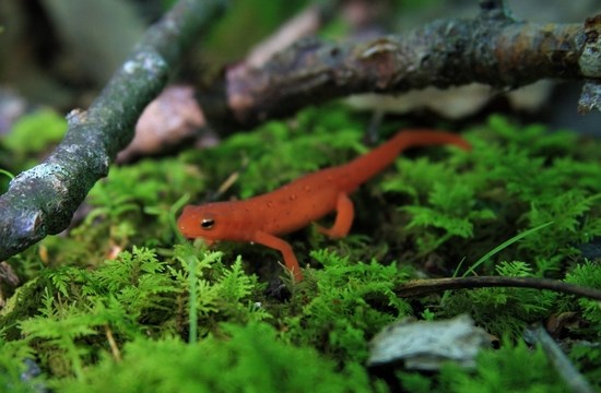 Newt on green moss.
