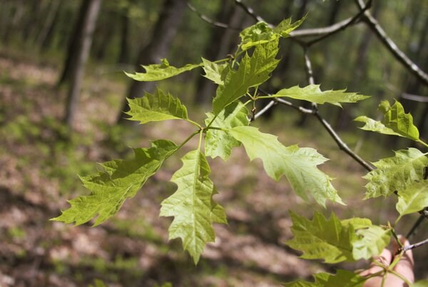 Chestnut Oak