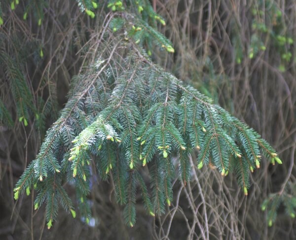 Hemlock Tree