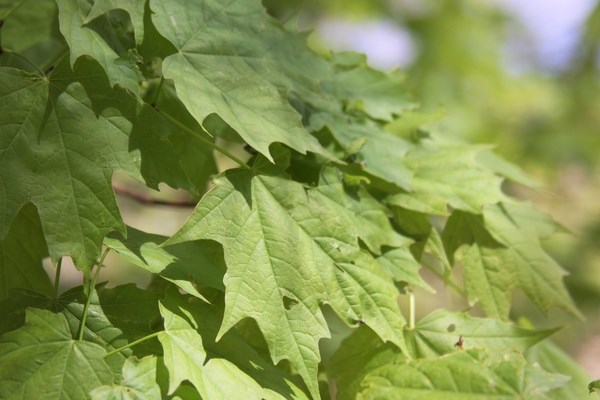 Sycamore tree