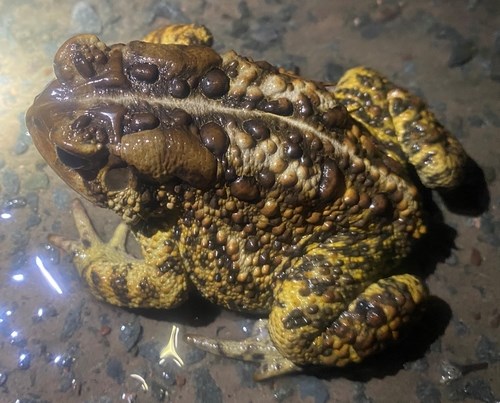 Eastern American Toad sitting on a dark surface.