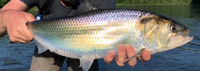 American shad in hands
