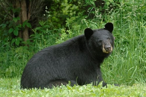 Black bear standing in a grassy field.