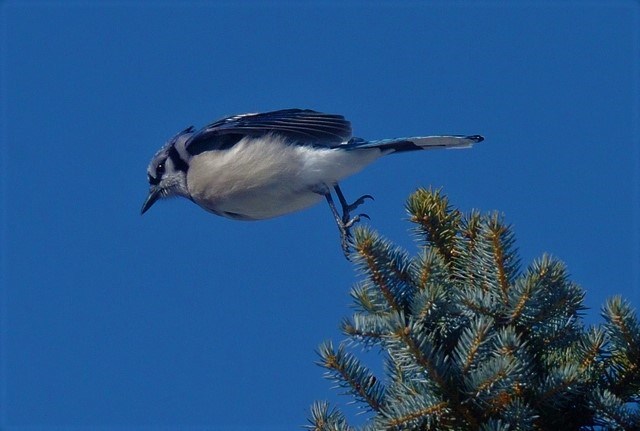 Blue Jay lifting off a pine tree