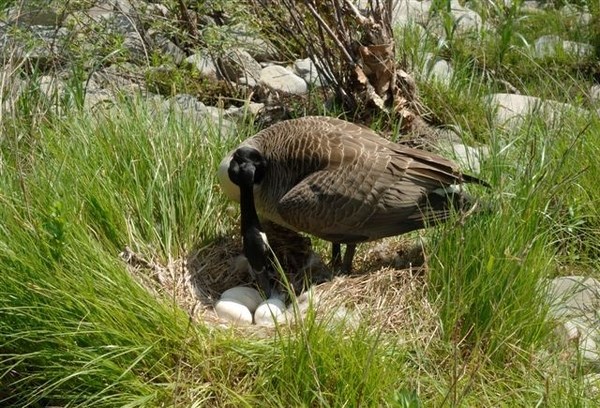 Canada goose standing over a nest with eggs.