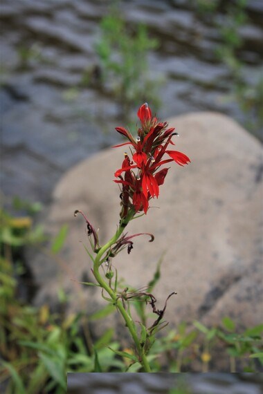 Cardinal Flower
