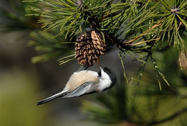 Black-capped chickadee in a pne tree.