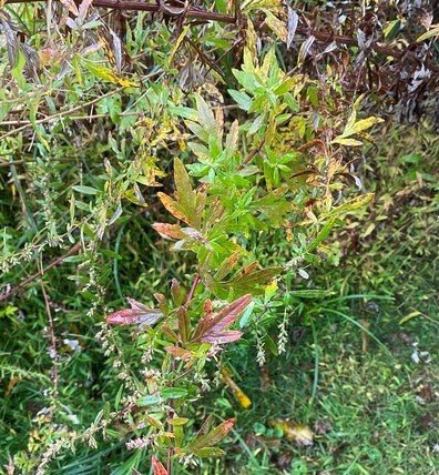 Common Mugwort