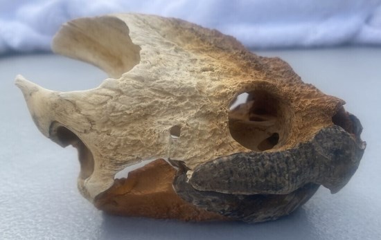 Turtle Skull