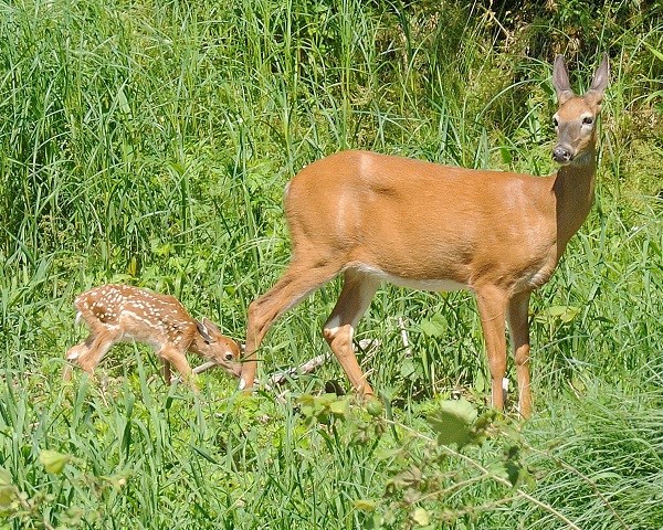 Doe with fawn Doe with fawn