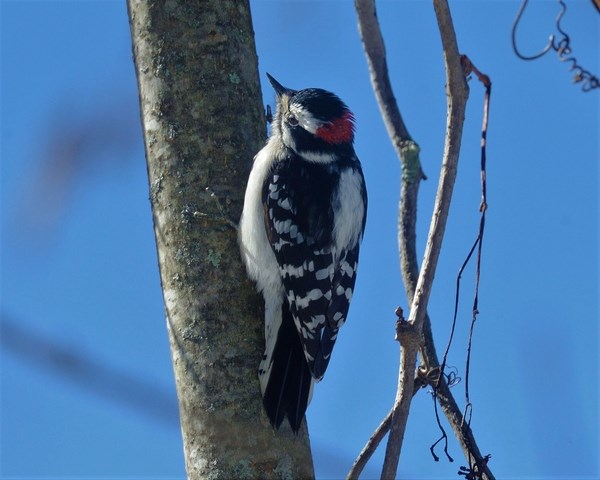 Downey Woodpecker in a tree