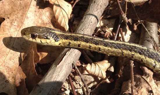 Snakes - Upper Delaware Scenic & Recreational River (U.S. National Park  Service)