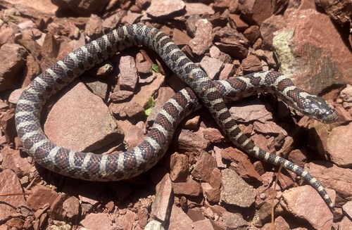 Eastern Milksnake on brown rocks