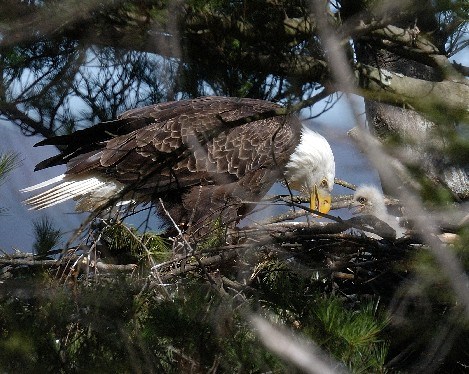 Adult feeding young