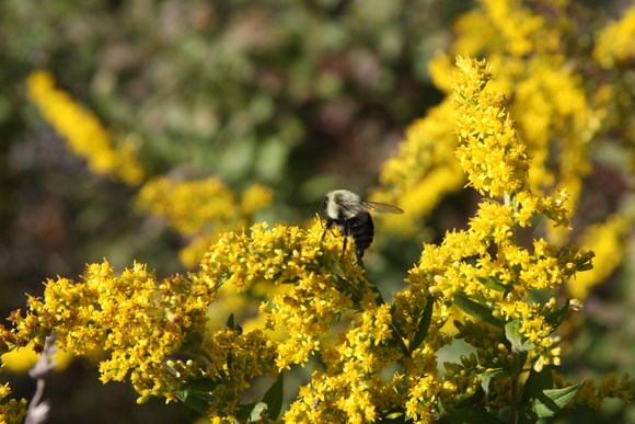 Golden Rod
