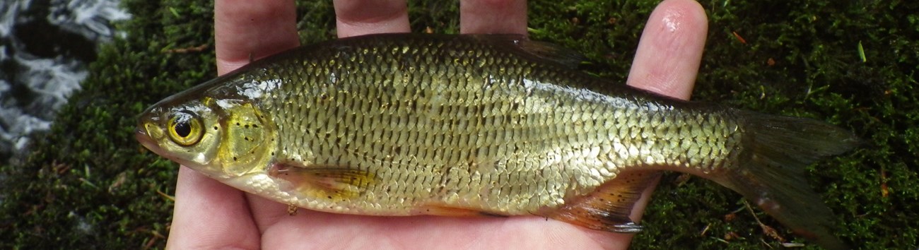 Golden Shiner