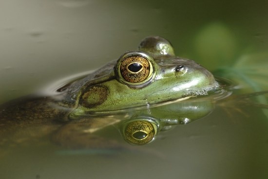 Green Frog half submerged in water.