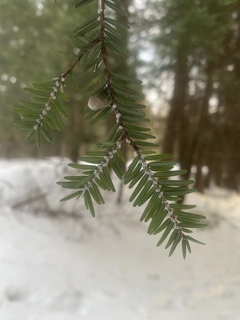 Hemlock Wooly Adelgid