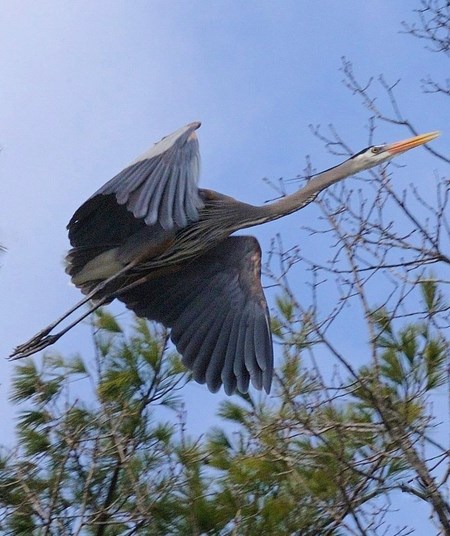 Great Blue Heron in flight over a pine tree.