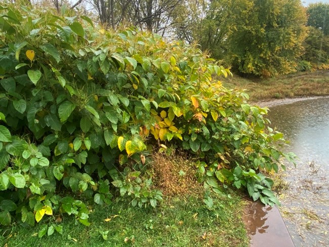 Japanese Knotweed