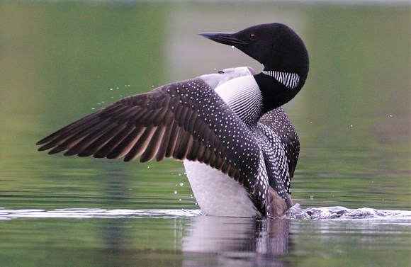 Loon flapping its wings.