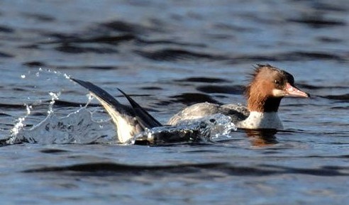 Merganser swimming in the river.