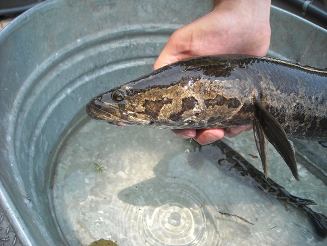 Northern snakehead fish. Brown fish, shining slick with water and darker splotches. Head tapers to point with round eyes close to tip of head. Two fins under head are dark and shaped like bamboo leaves. Only head of fish is visible.