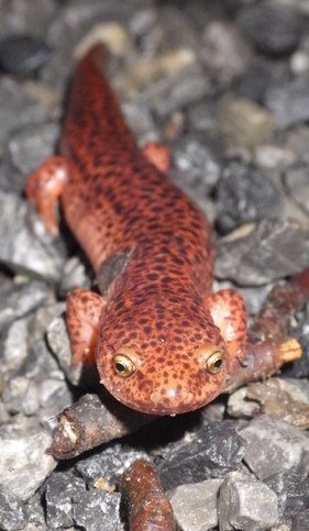 Northern Red Salamander with a orange body and black spots on grey rocks,.