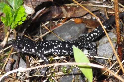 Northern Slimy Salamander - Black body with white spots.