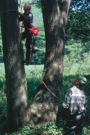 Peter Nye prepares to climb nest tree.