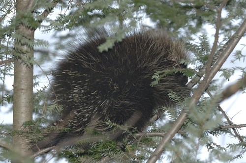Porcupine in a tree.