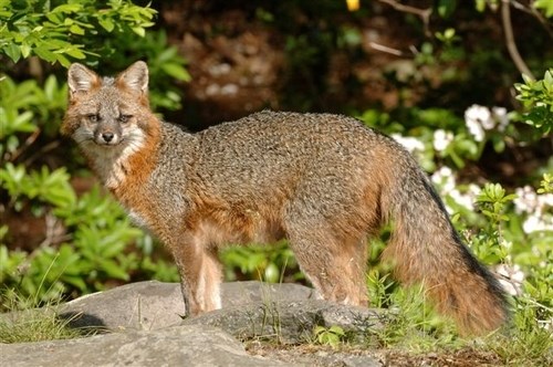 Red Fox standing in a grassy area.