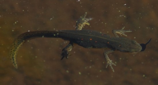 Red-spotted Newt swimming in water.