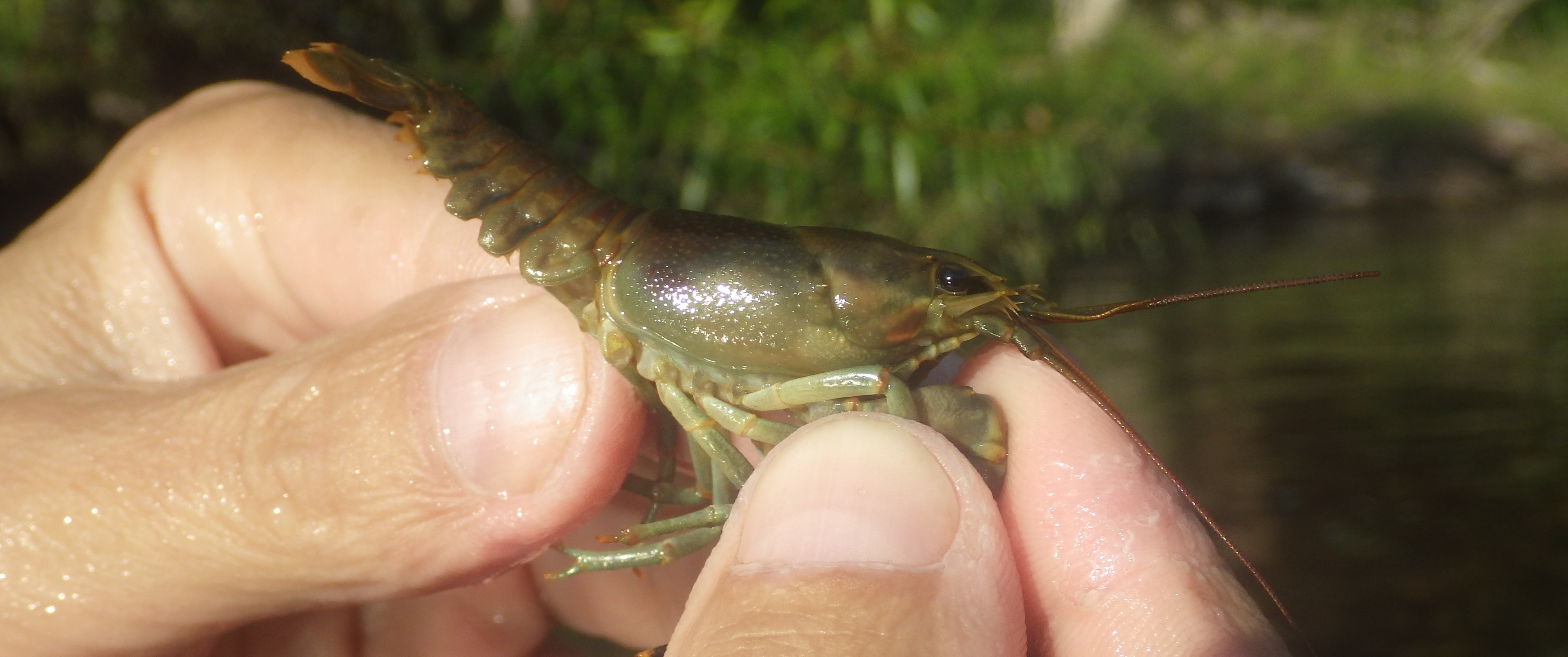 Invasive species the rusty crawfish.