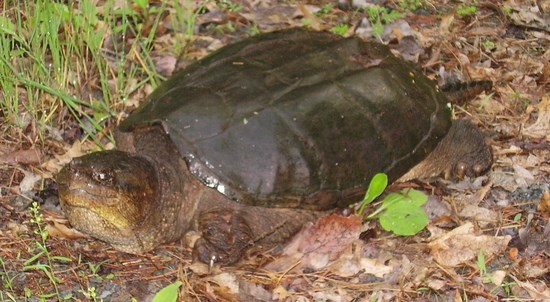 Snapping Turtle