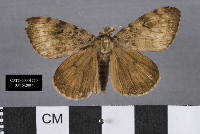 Tan-brown moth. Front/top wings are slightly larger and longer than bottom wings, with dark brown markings along upper edge. Hair covers the wings and body of moth. Body has lighter head and thorax and darker abdomen.