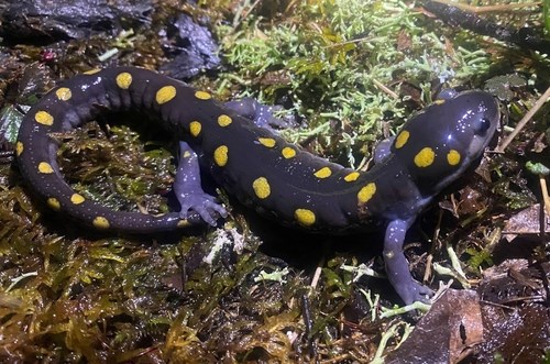 Spotted Salamander with grey body and yellow spots on a moss covered surface.